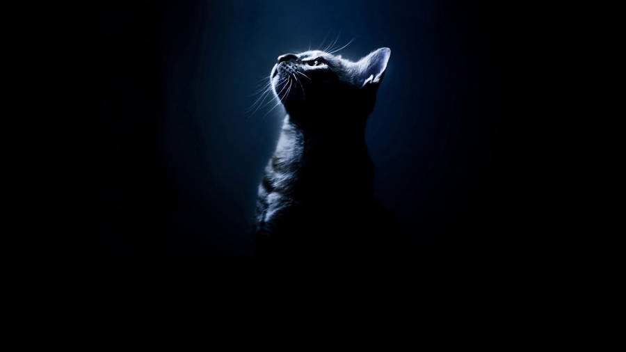 Cute Cat Hd Silhouette Wallpaper