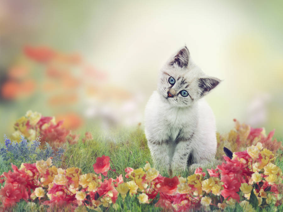 Cute Cat On Flower Field Wallpaper