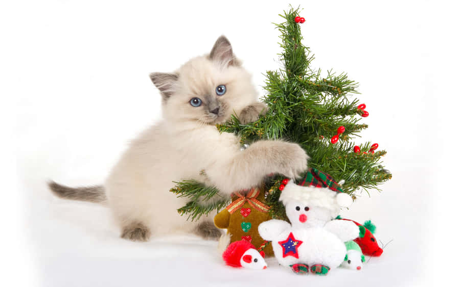 Cute Christmas Tree And Cat Wallpaper