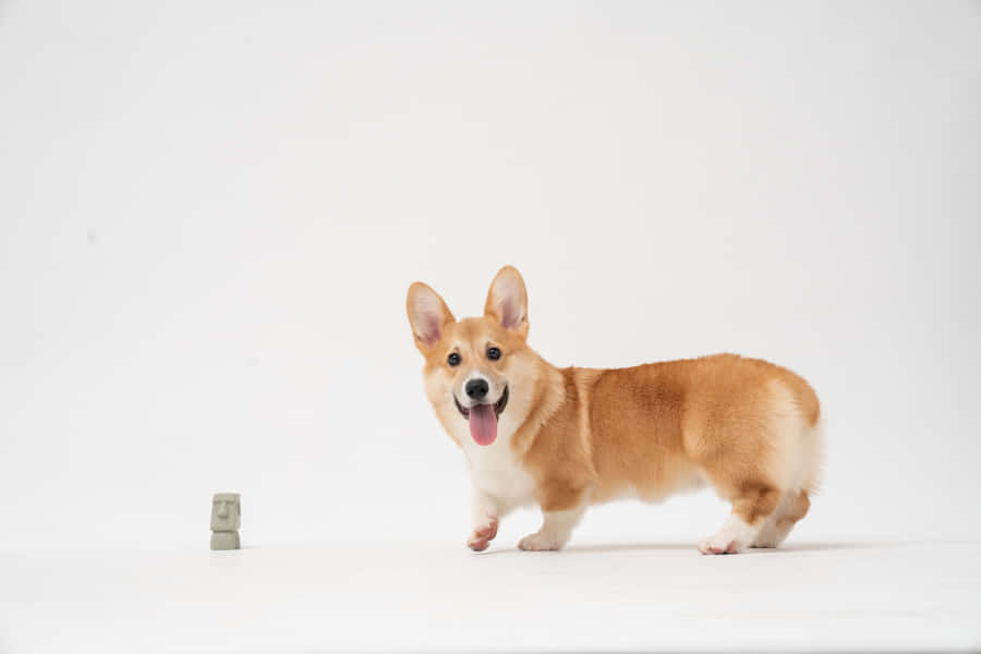 Cute Corgi Tiny Toy Wallpaper