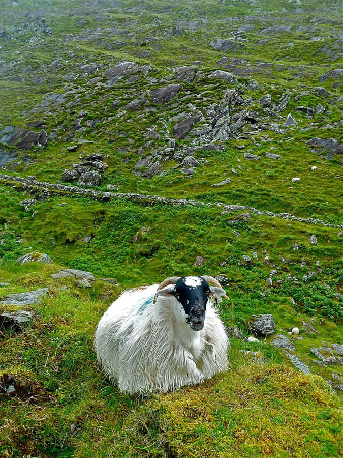 Cute Country Sheep Resting On Grass Wallpaper