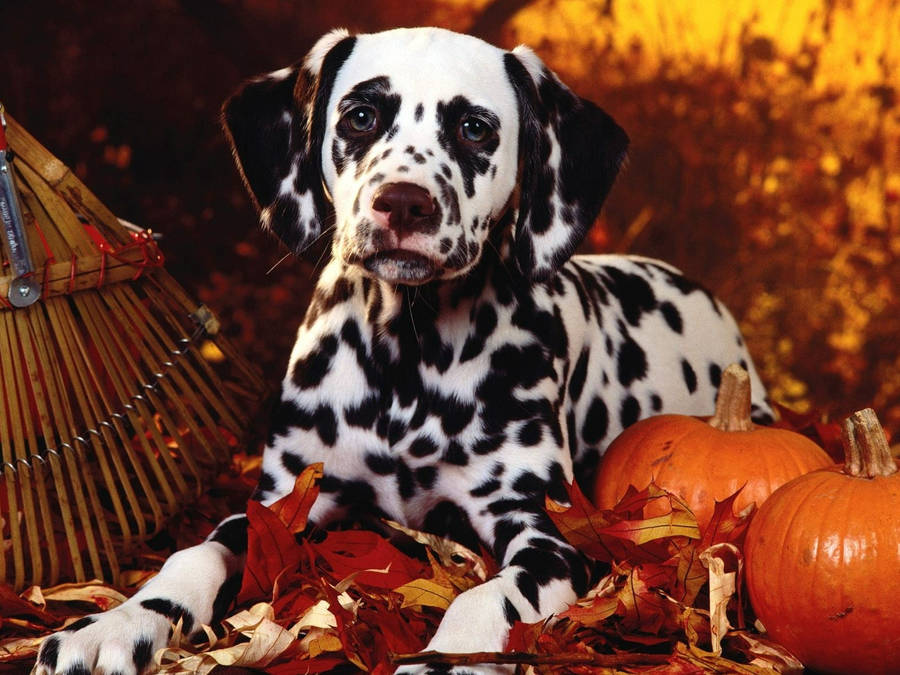 Cute Dalmatian Dog Dressed For Halloween Wallpaper