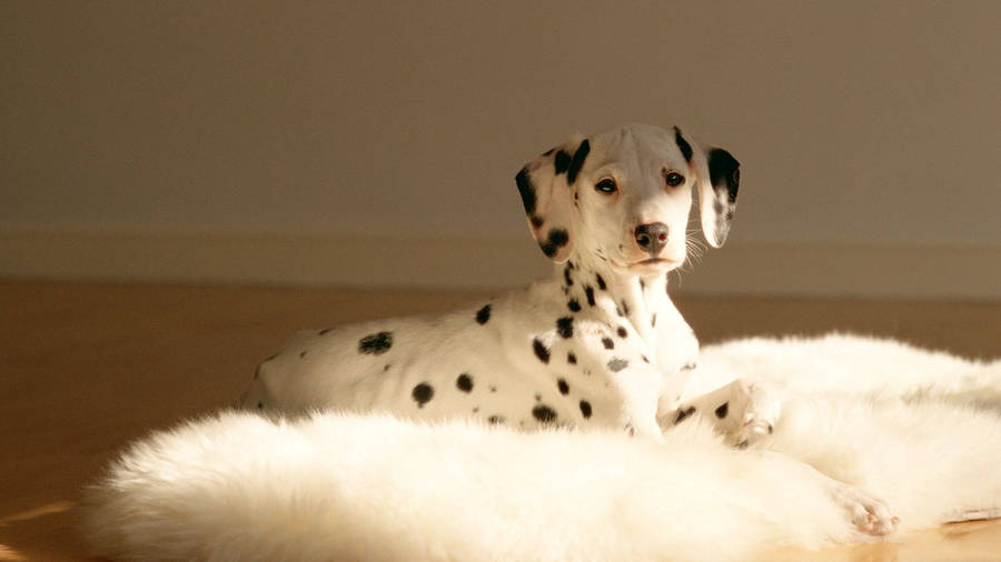 Cute Dalmatian Dog Wallpaper