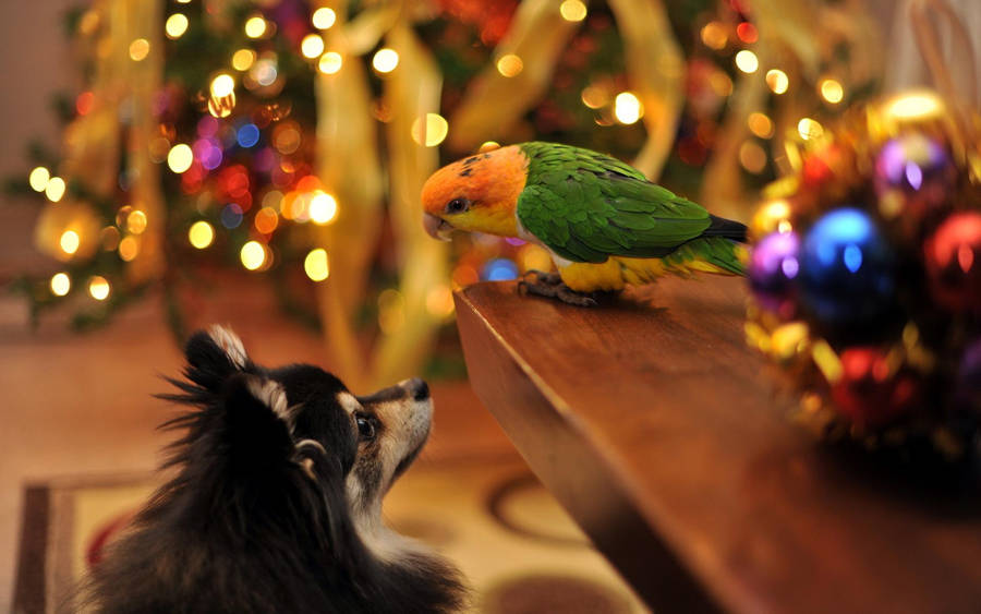 Cute Dog And Bird Best Friend Wallpaper