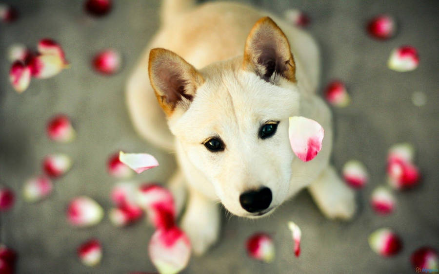 Cute Dog Falling Petals Wallpaper