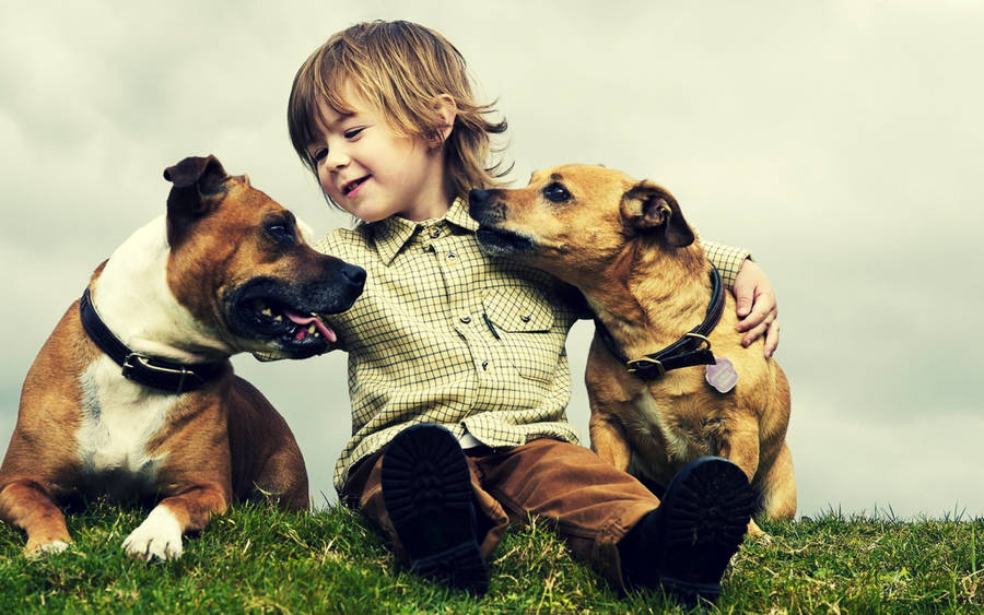 Cute Dogs And Boy Best Friend Wallpaper