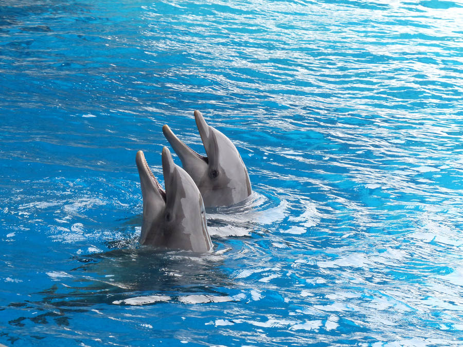 Cute Dolphin Couple Wallpaper