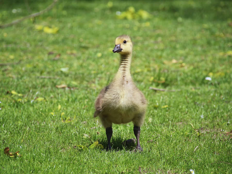 Cute Duck Wandering On The Grass Wallpaper