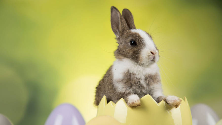 Cute Easter Baby Bunny Wallpaper