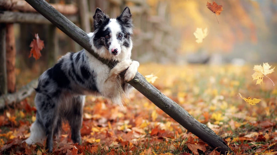 Cute Fall Dog Wallpaper