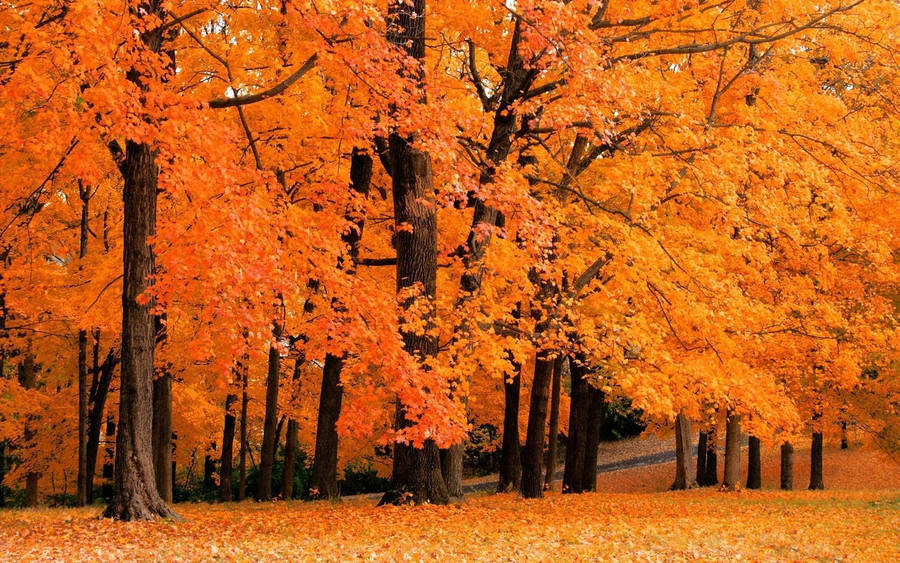 Cute Fall Forest Wallpaper