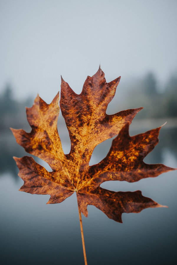 Cute Fall Phone Brown Leaf Stem Wallpaper