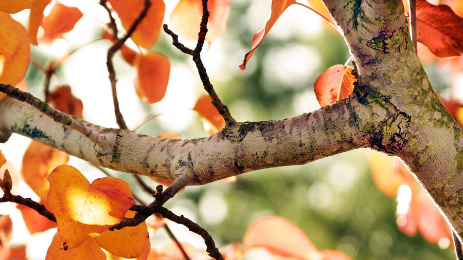 Cute Fall Tree Branch Wallpaper