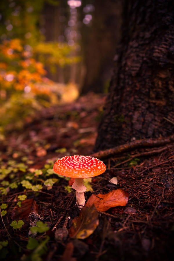 Cute Fly Agaric Mushroom Sprouting On Tree Base Wallpaper
