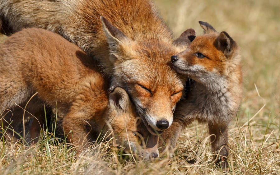 Cute Fox Family Wallpaper