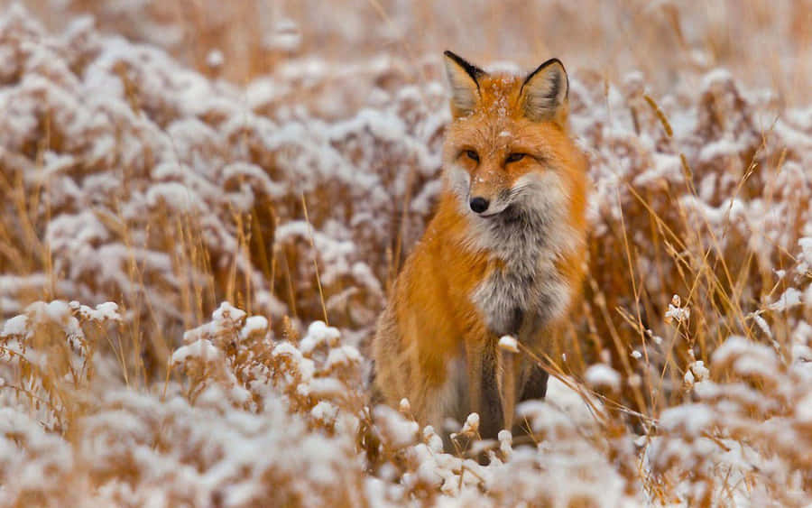 Cute Fox With Celebratory Colors Wallpaper