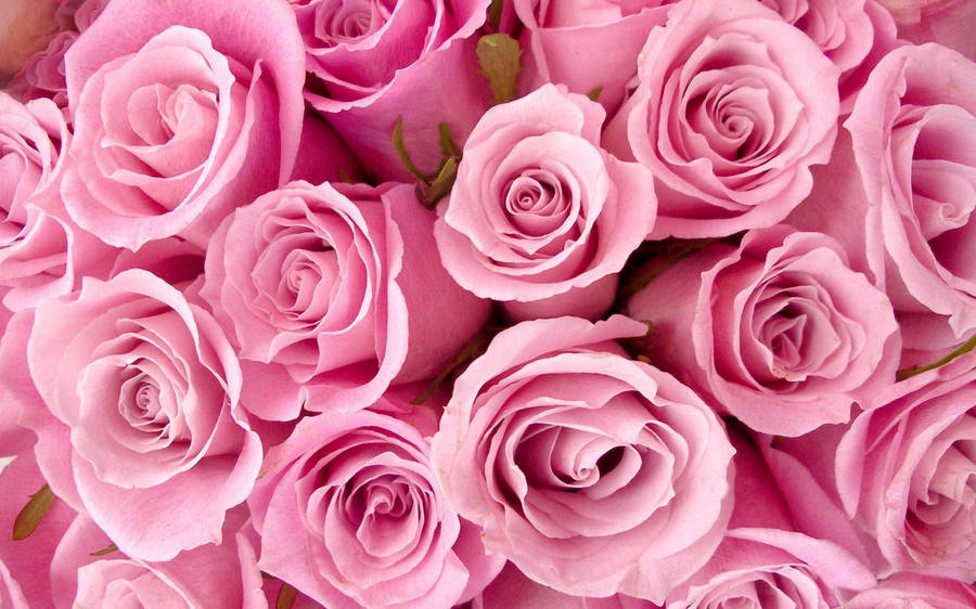 Cute Girly Roses Wallpaper