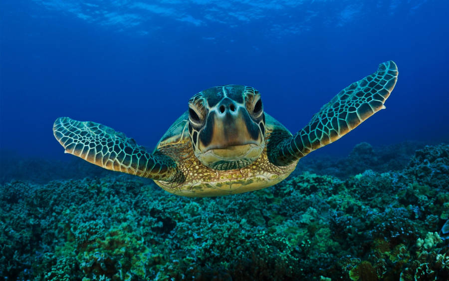 Cute Green Turtle Big Face Wallpaper