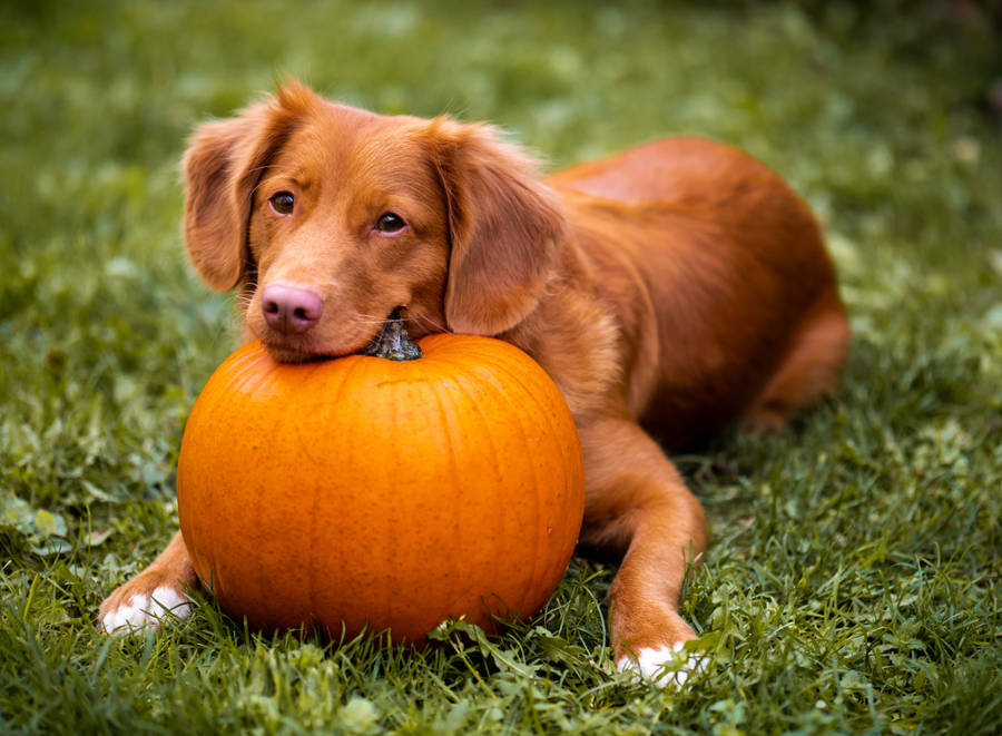 Cute Halloween Dog On Grass Field Wallpaper