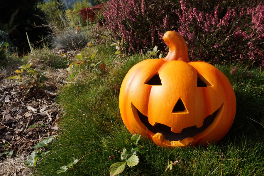 Cute Halloween Pumpkin Under The Sun Wallpaper