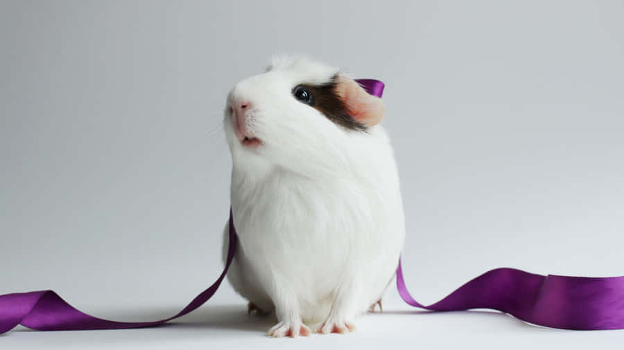 Cute Hamster Purple Ribbon Wallpaper