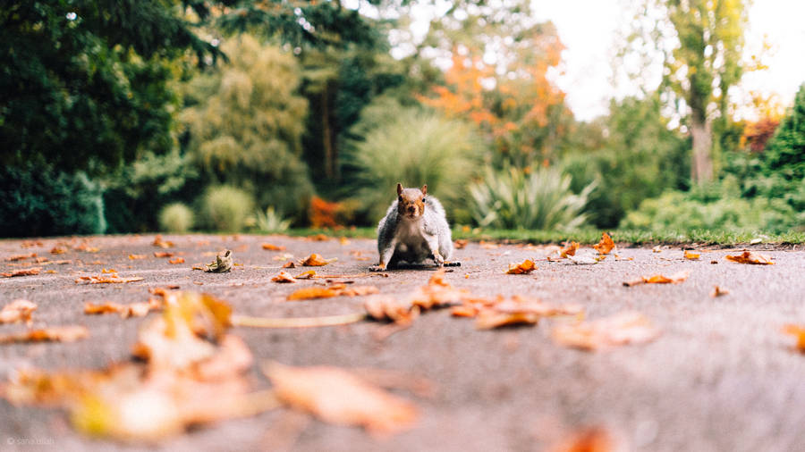 Cute Hd Image Of Gray Squirrel Wallpaper