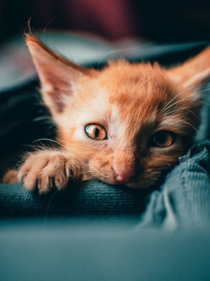 Cute Hd Image Of Orange Kitten Wallpaper