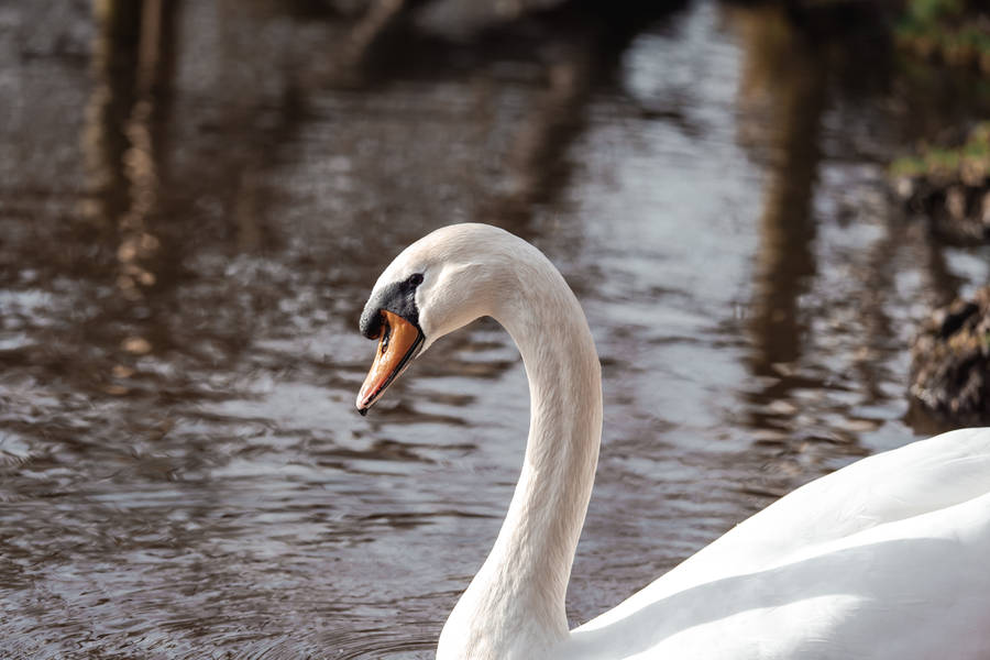 Cute Hd Image Of White Swan Wallpaper