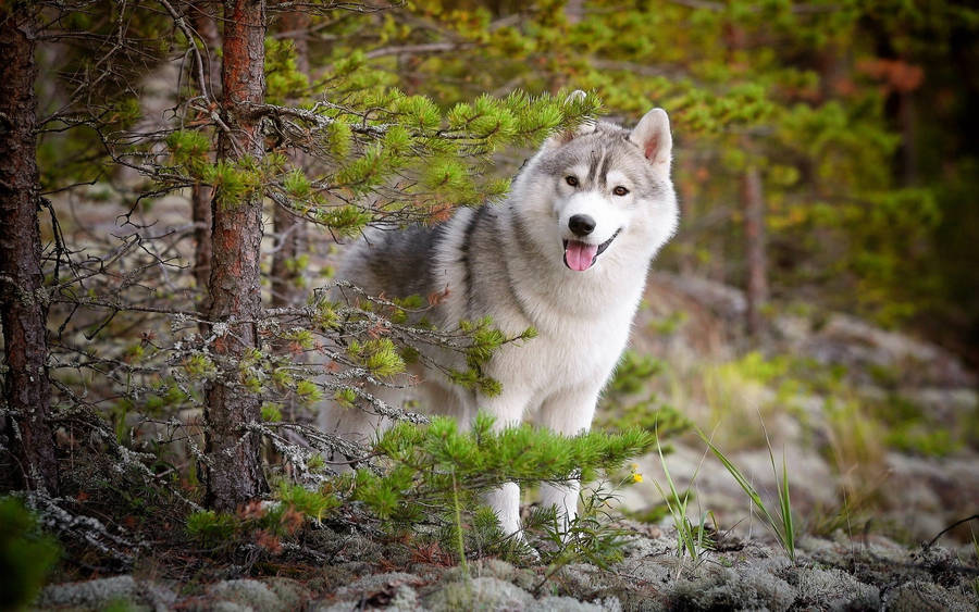 Cute Hiding Wolf Desktop Wallpaper