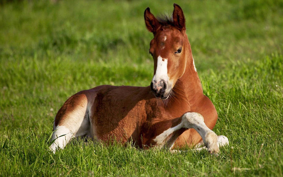 Cute Horse Relaxing On The Grass Wallpaper