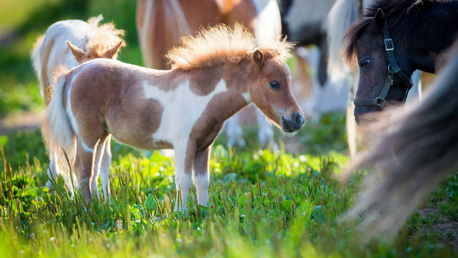 Cute Horse With Little Pony Wallpaper