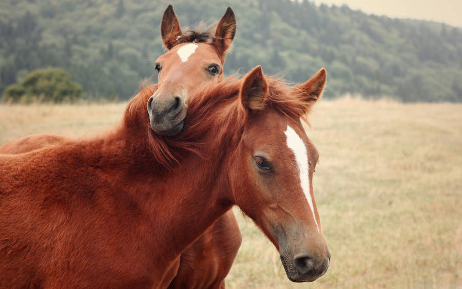 Cute Horse With Reddish Brown Mane Wallpaper