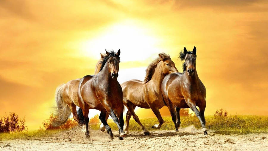 Cute Horses On A Sandy Field Wallpaper