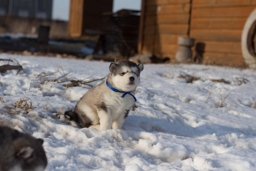 Cute Husky With Blue Collar Wallpaper