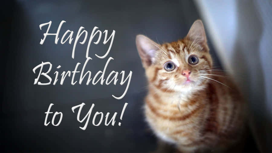 Cute Kitten Happy Birthday Greeting Wallpaper