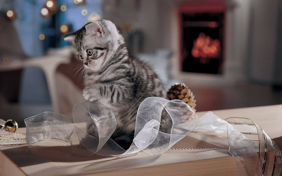 Cute Kitty Playing With Lace Wallpaper