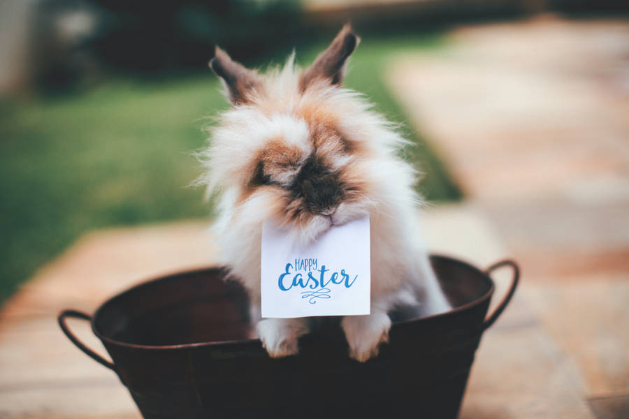 Cute Lionhead Rabbit Biting A Happy Easter Banner Wallpaper