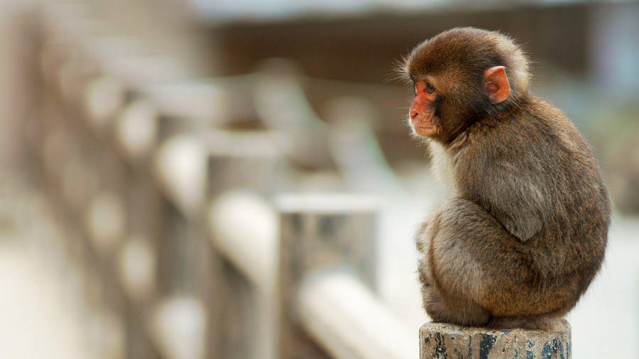 Cute Monkey On A Bridge Wallpaper