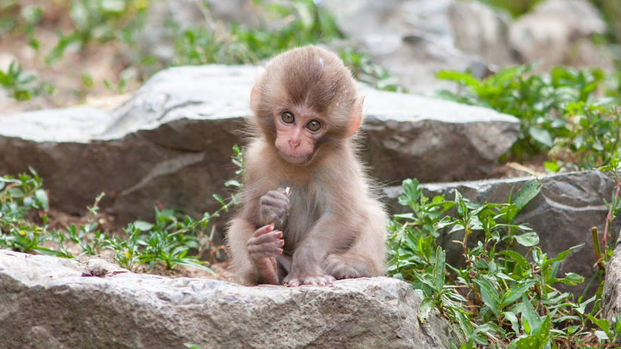 Cute Monkey On A Huge Rock Wallpaper