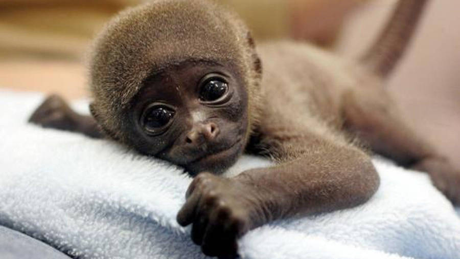 Cute Monkey Resting On A Towel Wallpaper