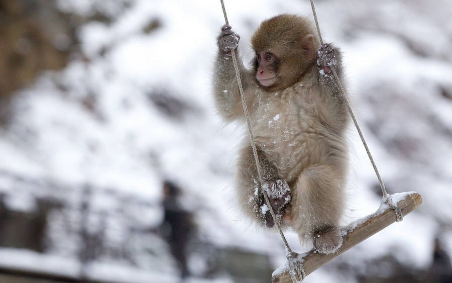 Cute Monkey Swinging Wallpaper