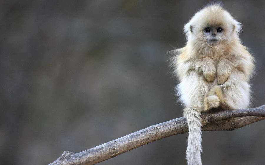 Cute Monkey With Cotton-like Hair Wallpaper