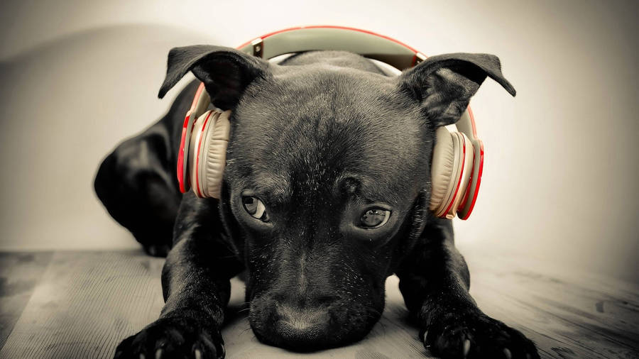 Cute Music Black Bull Terrier Dog Wallpaper