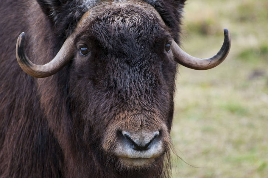 Cute Musk Ox Wallpaper