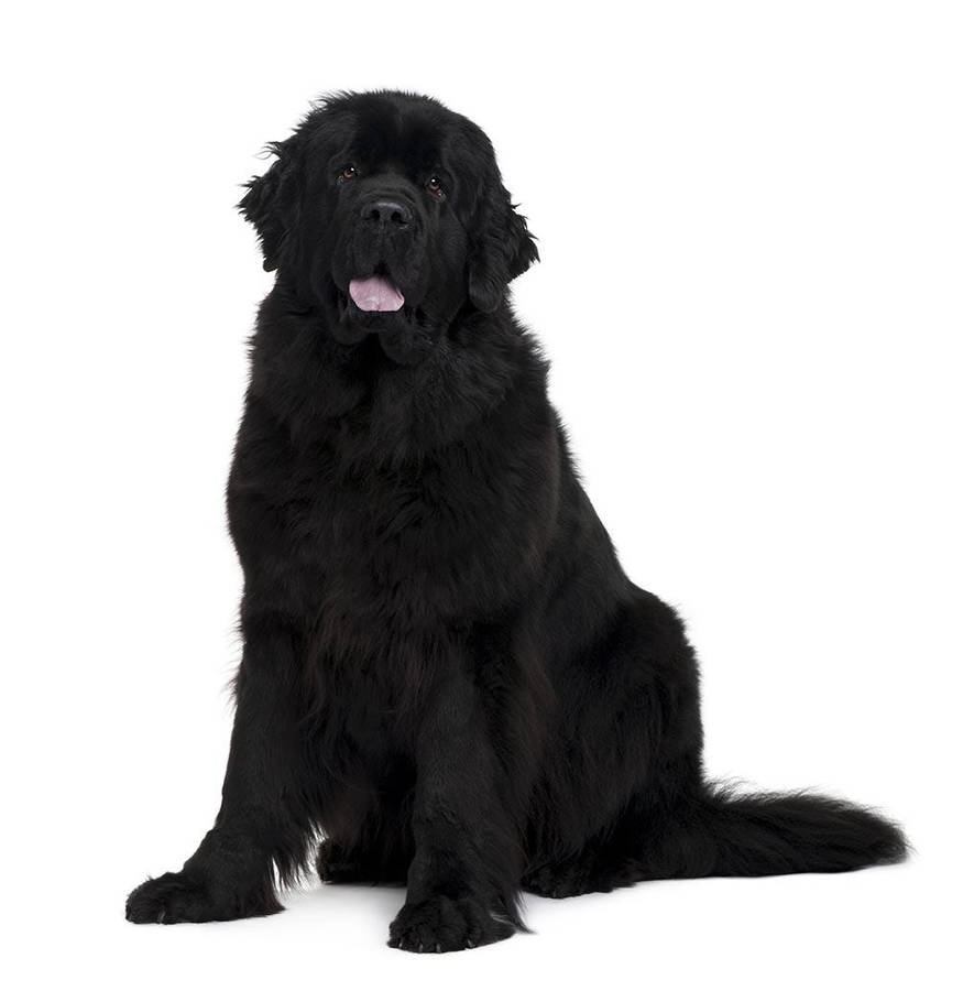 Cute Newfoundland Dog Wallpaper