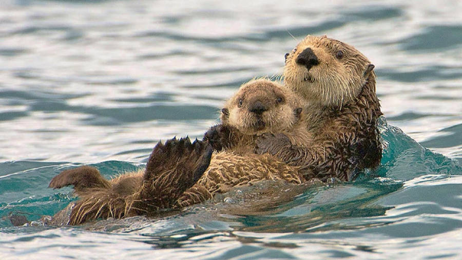 Cute Otter Family Wallpaper