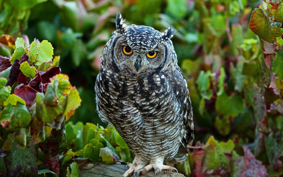 Cute Owl In Vineyard Wallpaper