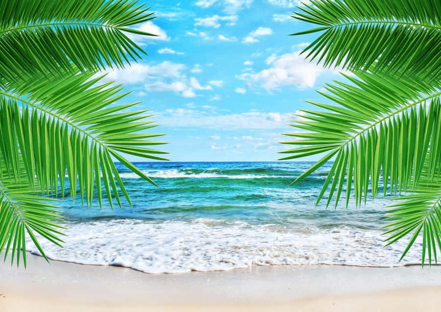 Cute Palm Beach Wallpaper