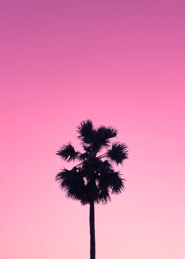 Cute Pink Aesthetic Sky Tree Silhouette Wallpaper