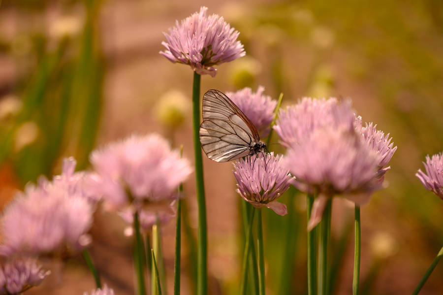 Cute Pink Butterfly And Flower Field Wallpaper